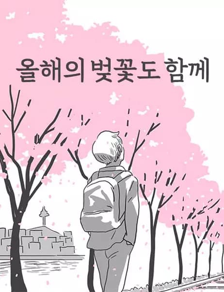 Cherry Blossoms